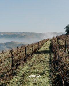 Vinhas Martha's Wines & Spirits