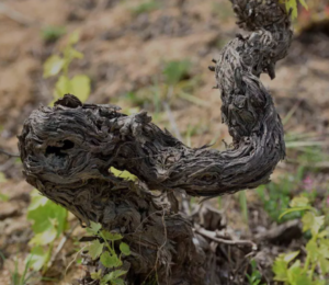 Pormenor de uma vinha velha da Quinta do Paral