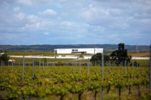 Vinhas - Quinta do Paral